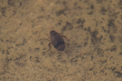 Thermonectus nigrofasciatus