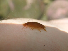 Amphoroidea media