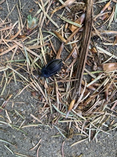 Silpha carinata, Gelderland, NL, photo 6 of 10