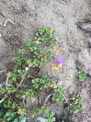 Penstemon davidsonii