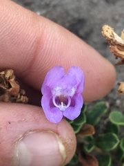 Penstemon davidsonii