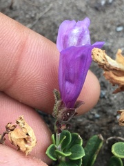 Penstemon davidsonii