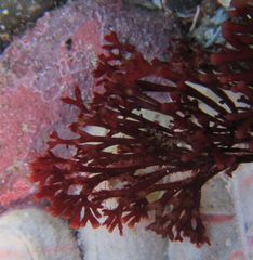 Melanthalia abscissa