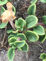 Penstemon davidsonii