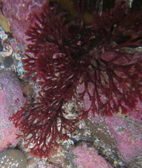 Melanthalia abscissa