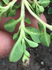 Penstemon davidsonii