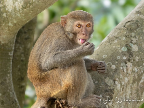 Macaca mulatta (Zimmermann, 1780)