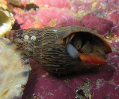 Paguristes barbatus