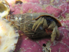 Paguristes barbatus