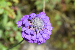 Primula glomerata