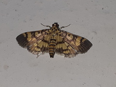 Lygropia distorta