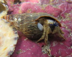 Paguristes barbatus