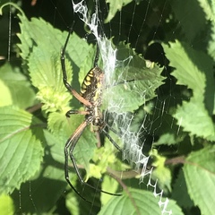 Argiope aurantia