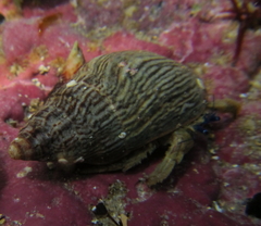 Paguristes barbatus