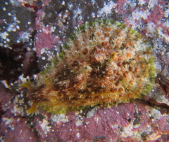 Dolabrifera brazieri