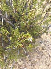 Sarcobataceae