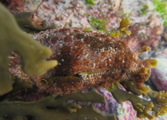 Dolabrifera brazieri