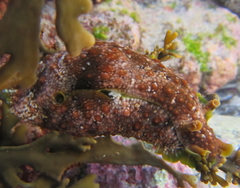 Dolabrifera brazieri