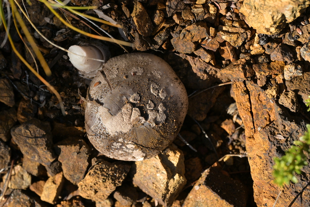 Amanita nothofagi · May 2025 · photo: © christopherstephens (iNaturalist, cc-by)