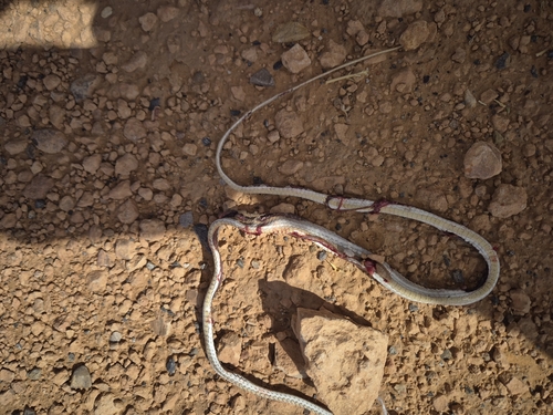 Forskal Sand Snake