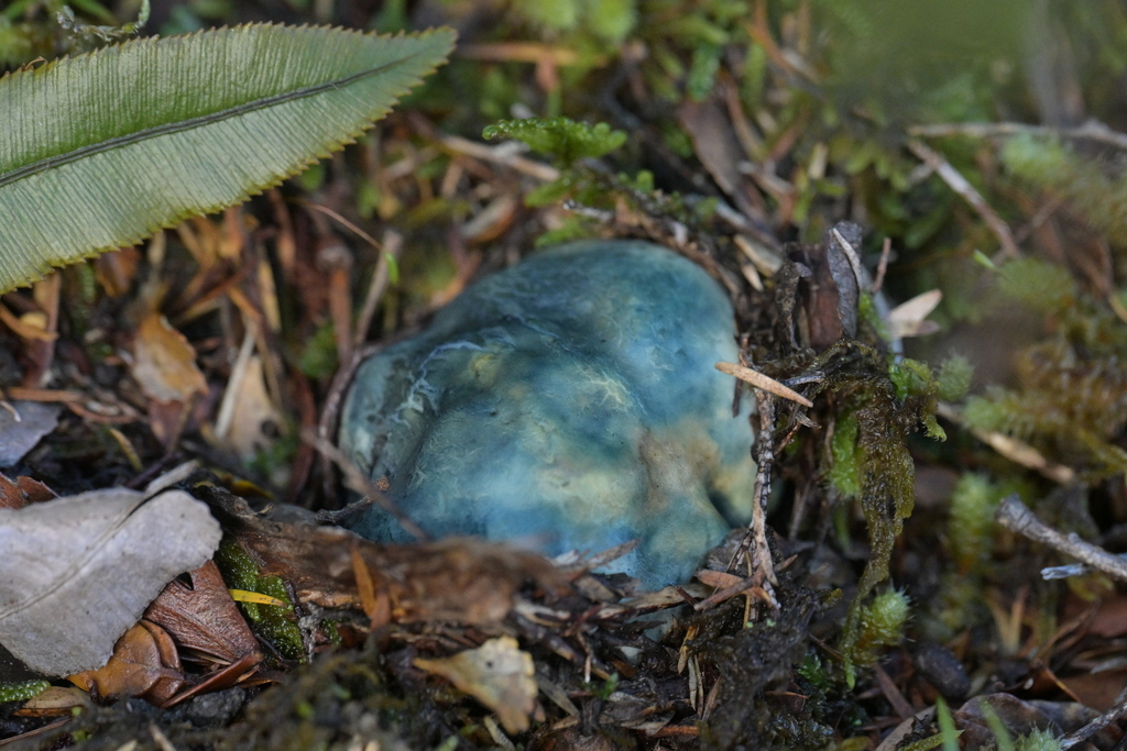 Rossbeevera pachydermis · May 2025 · photo: © christopherstephens (iNaturalist, cc-by)