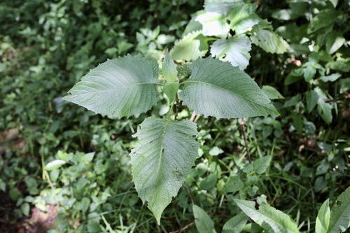 Brillantaisia cicatricosa, photograph 1