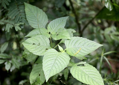 Giant salvia (Brillantaisia cicatricosa)