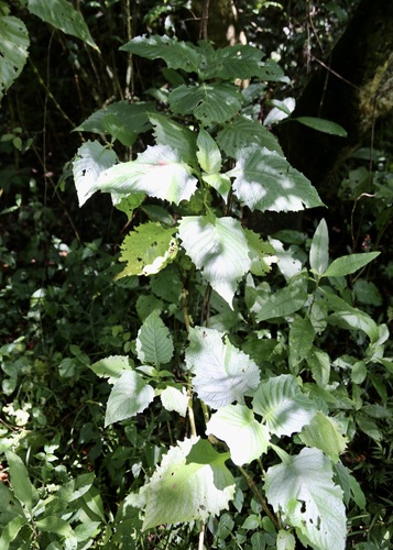 Brillantaisia cicatricosa, photograph 2
