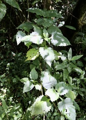 Brillantaisia cicatricosa, photograph (c) Dr. Alexey Yakovlev, some rights reserved (CC BY)