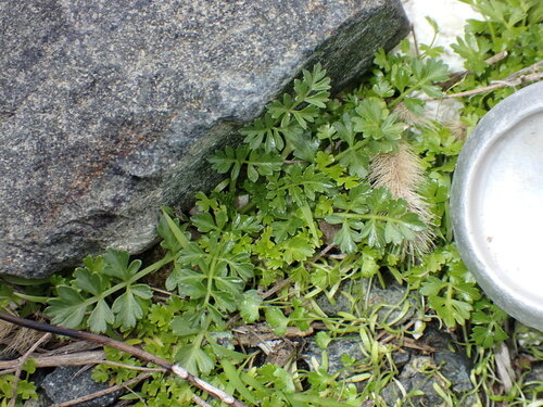 Cnidium japonicum iNat (2)
