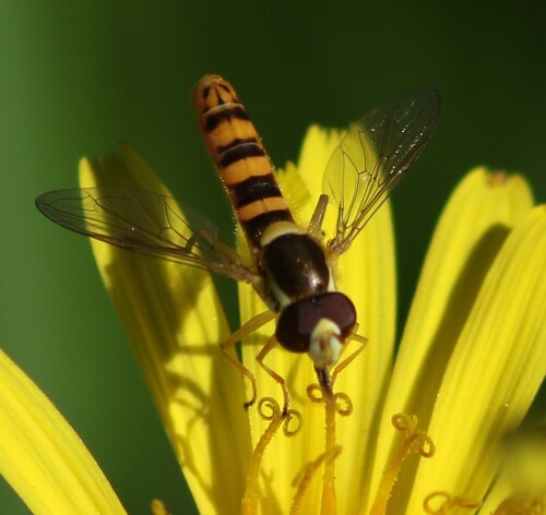 Sphaerophoria philanthus