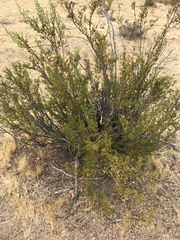 Sarcobataceae