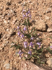 Cyanella hyacinthoides