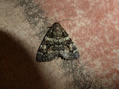 Catocala coniuncta
