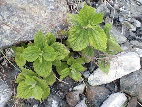 Boehmeria egregia iNat (2)