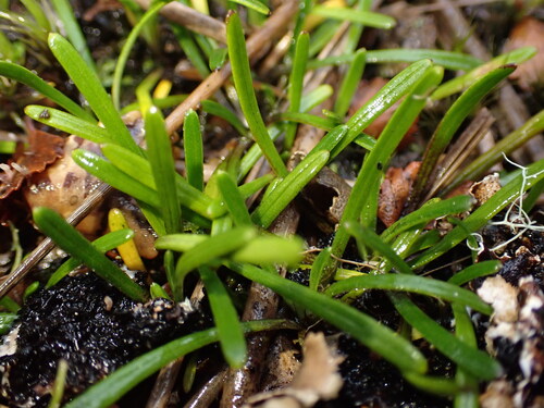 Abrotanella linearis observed 2025-04-22