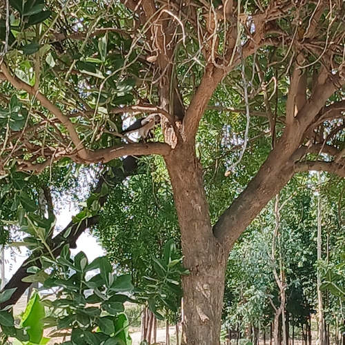 Shikra