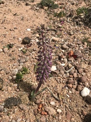 Lachenalia violacea