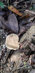 Favolus spatulatus