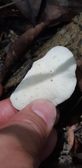 Favolus spatulatus