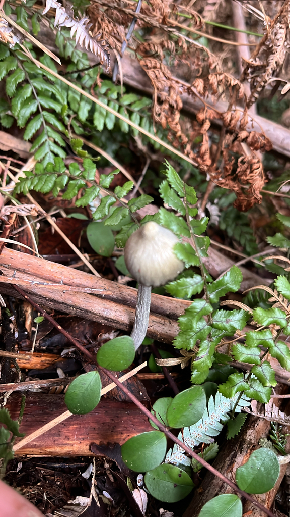 Entoloma canoconicum · May 2025 · photo: © florences (iNaturalist, cc0)