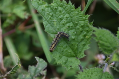 Aglais caschmirensis