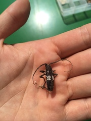 Enaphalodes taeniatus