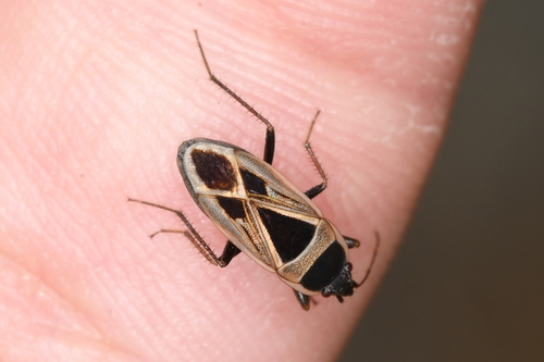 Mediterranean Seed Bug photo 3