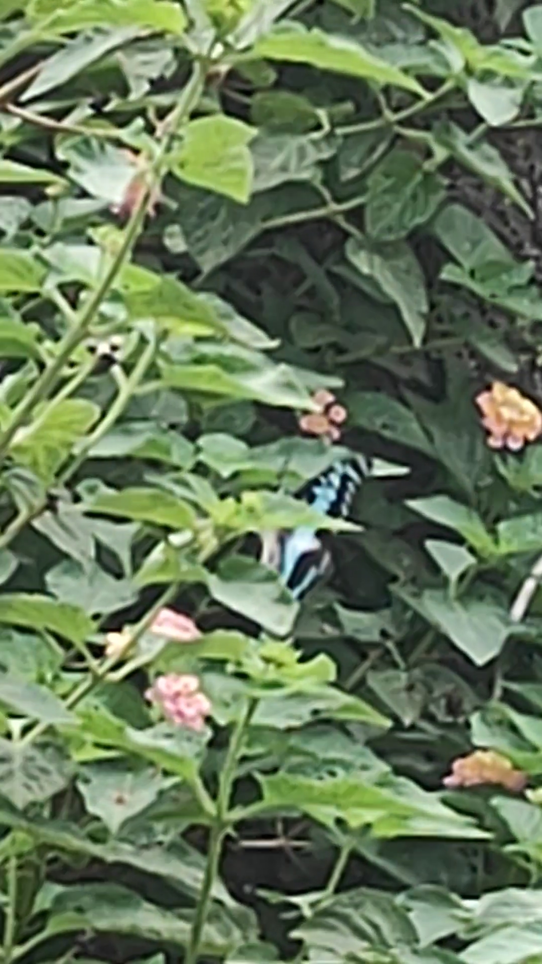 Common Jay