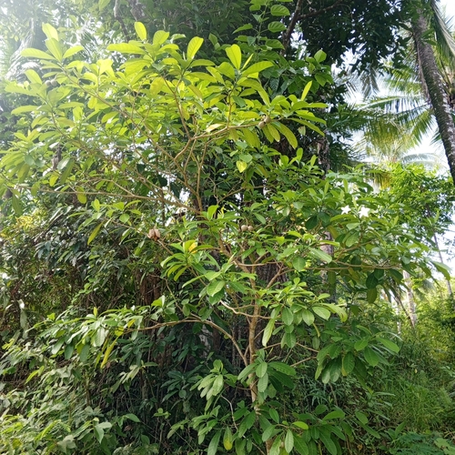 Voacanga globosa observed 2025-05-17
