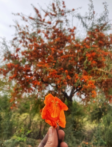 desert teak