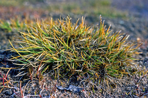 Carex ursina