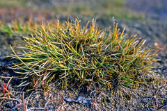 Carex ursina