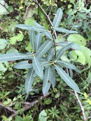 Salix pedicellaris